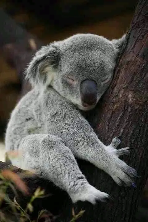 sleepy Koala