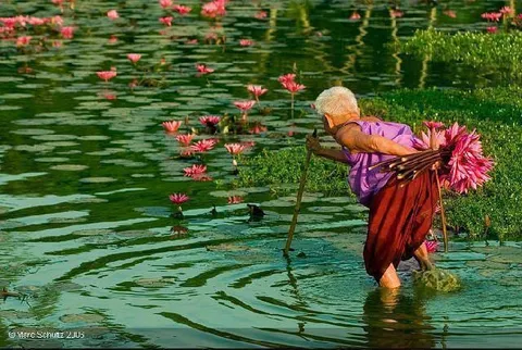 Plucking the flowers