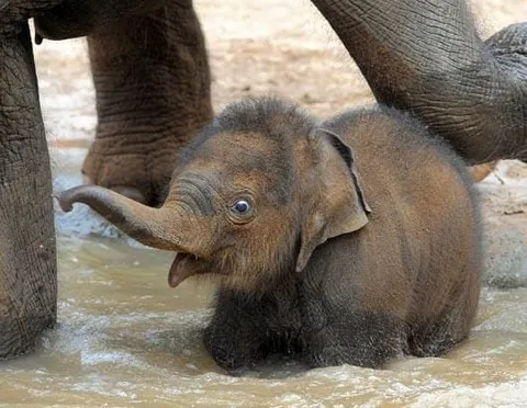A baby elephant standing in shallow water among adult elephants