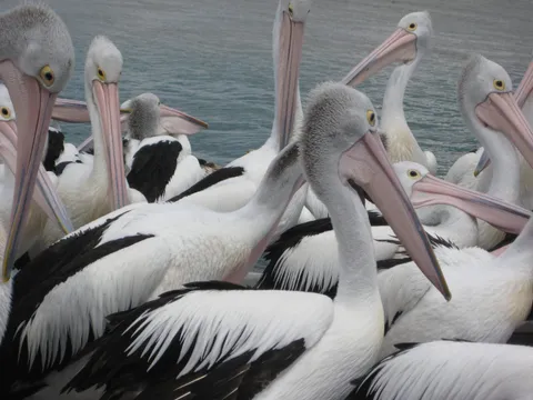 A group of black and white pelicans gathered closely together