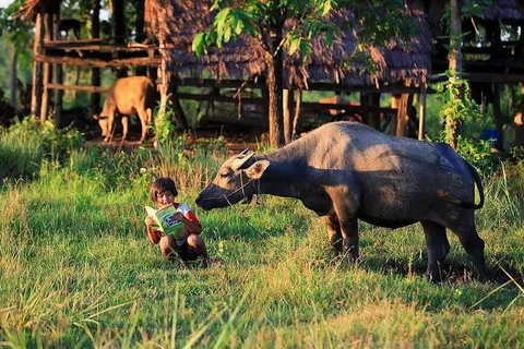 A child facing a buffalo in the grass beside a wooden house