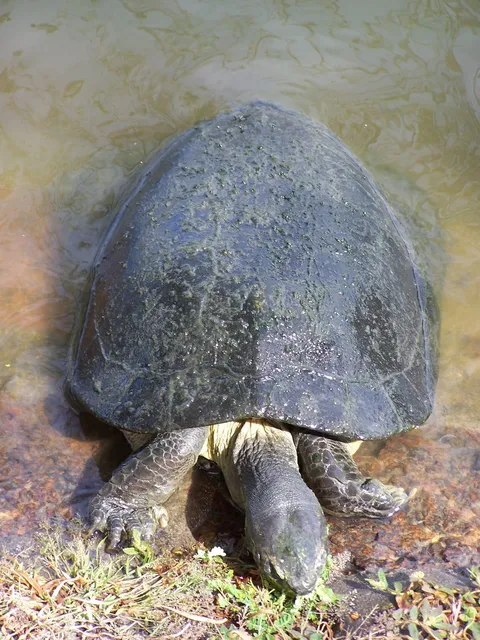 A tortoise with a dark shell walking on sandy ground