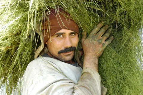 A man carrying a large bundle of green vegetation on his shoulder