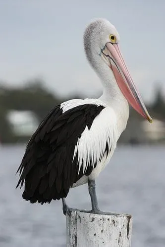 pelican after dinner pelican