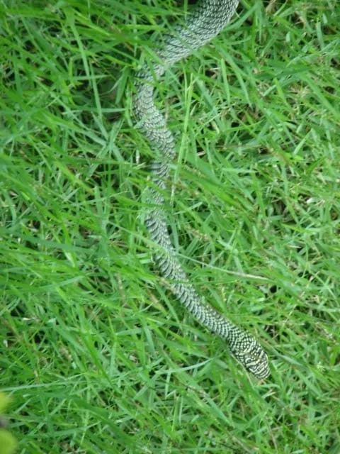 snake in the garden