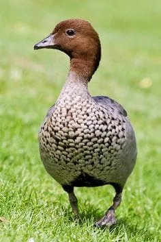 Mother duck