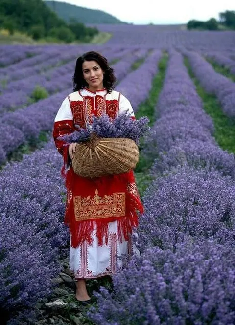lavender fields Bulgaria