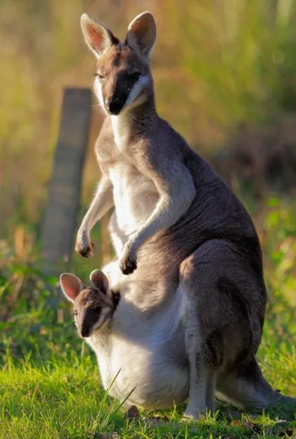 Large joey kangaroo