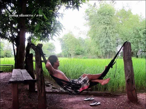 A person resting in a hammock beside a rice field