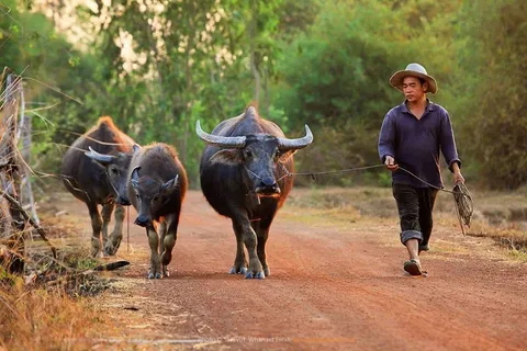 waterbuffels