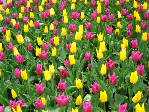 A field of yellow and magenta tulips