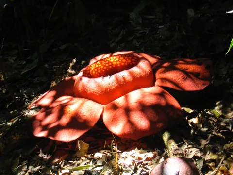 A large red flower on the forest floor in dappled light