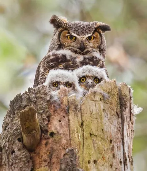 Owl family