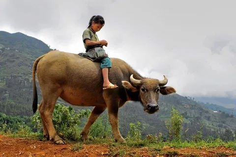 Hurting my Buffalo