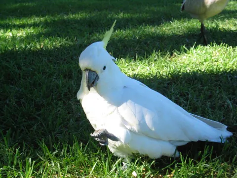 cockatoo in the park