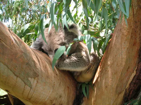 A koala asleep in the fork of a tree behind gum leaves