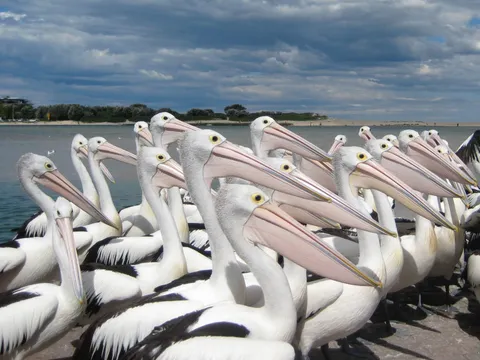 Hungry pelicans