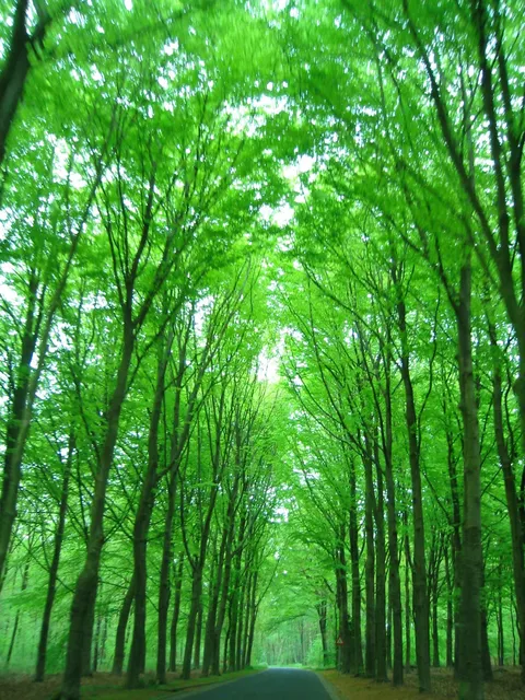 A narrow road through a tunnel of tall green trees