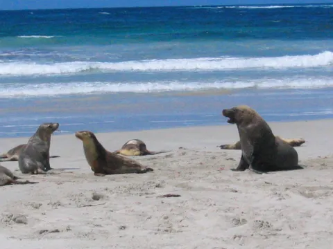 angry seal dad