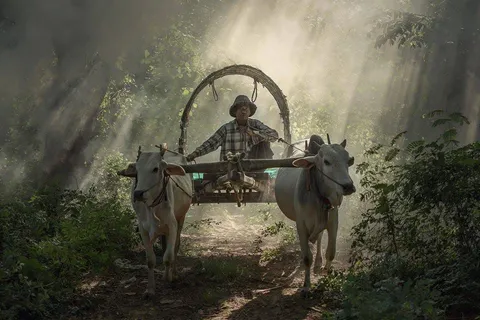 A person driving a cart pulled by two cattle through shafts of sunlight
