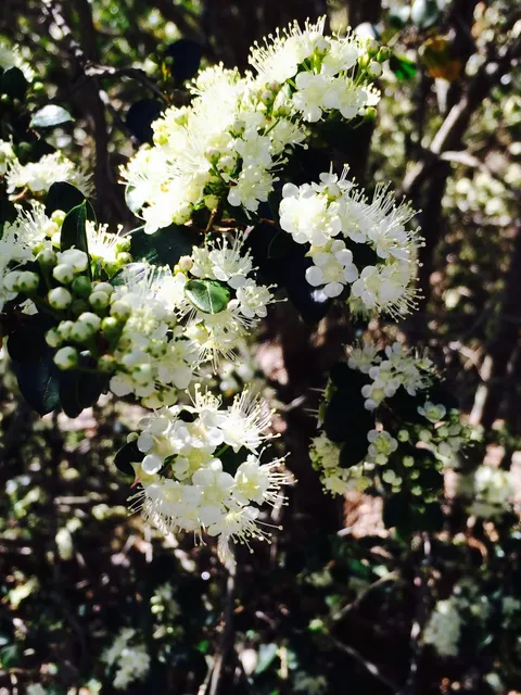 Clusters of small white flowers and buds on a leafy shrub
