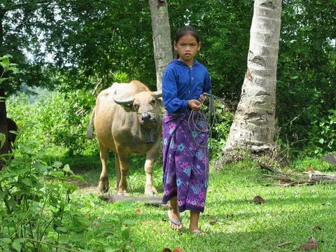 A child holding a rope beside a white buffalo under trees