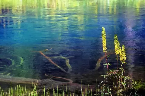 Submerged branches visible in clear blue-green lake water