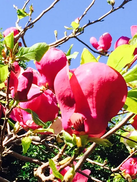 Deep pink blossoms and fresh leaves on branches against a blue sky