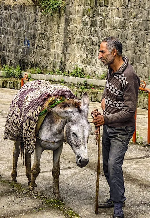 A man standing beside a donkey carrying folded rugs