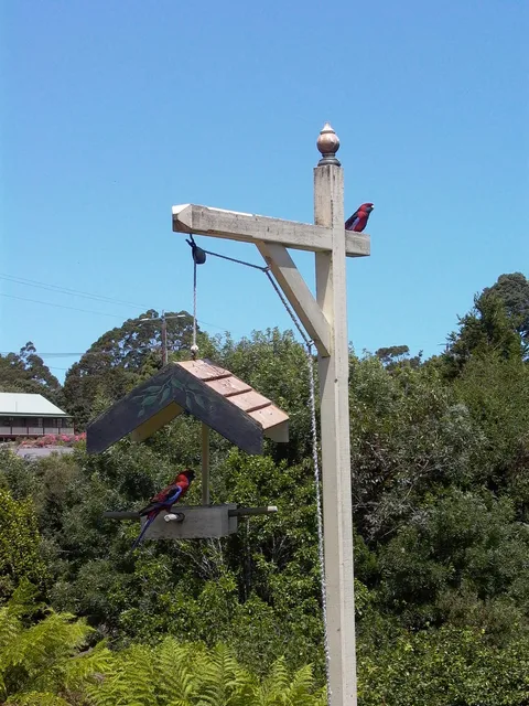 Rosellas in the park