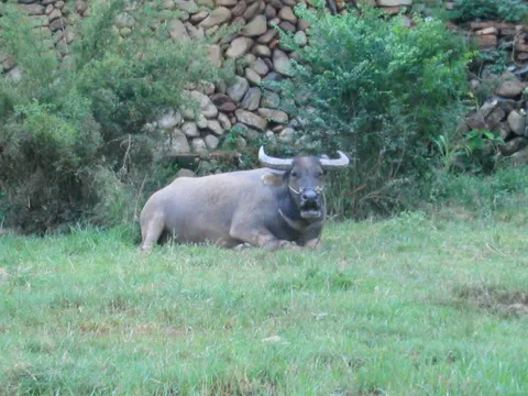 Buffalo in China