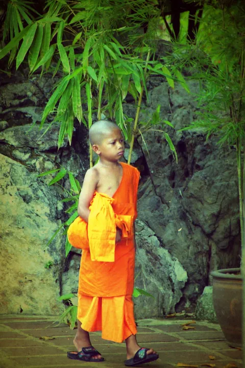 A shaven-headed boy in orange robes walking past bamboo and rocks