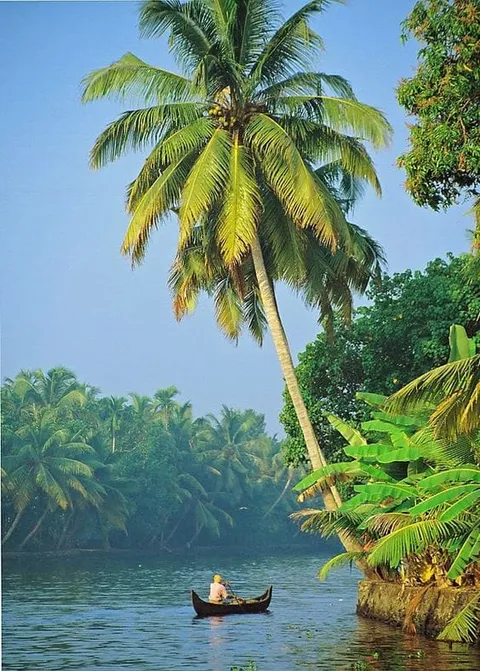 A canoe on a calm waterway beneath a leaning palm tree