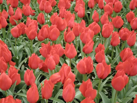 A dense bed of red tulips
