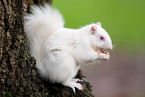 White-Squirrel