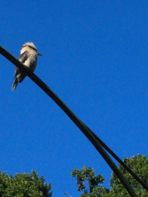 A bird perched on a wire against a clear blue sky