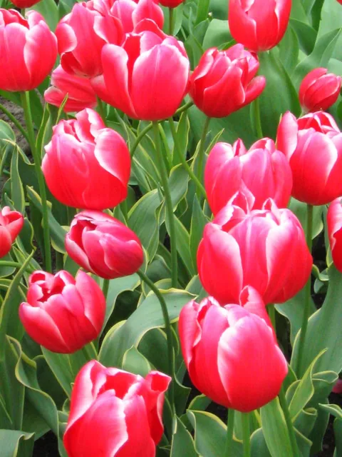 Pink tulips with white-edged petals among green leaves