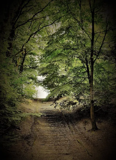 A narrow path through a leafy forest tunnel