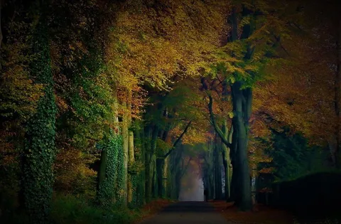 A shaded forest path beneath trees with autumn-coloured leaves