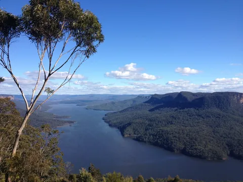 A lake winding between forested hills seen from a lookout with a tall tree