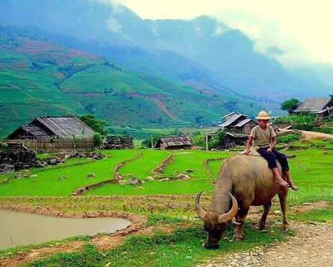 A person riding a buffalo beside terraced green fields